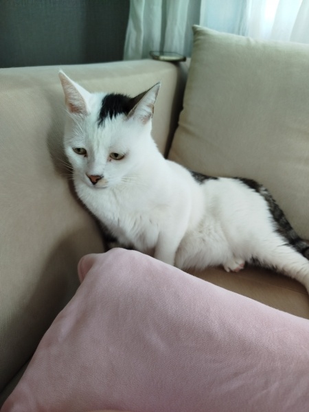 Tekir Kedi, Kedi  Mila fotoğrafı
