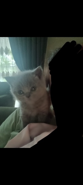 British Shorthair, Kedi  Minnoşş fotoğrafı