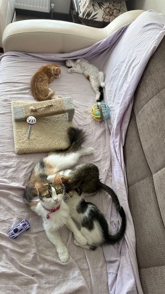 Tekir Kedi, Kedi  Hasharia fotoğrafı