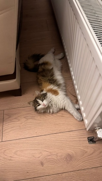 Tekir Kedi, Kedi  Hasharia fotoğrafı