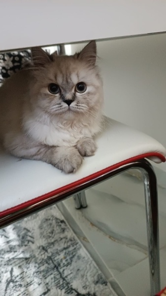 British Shorthair, Kedi  Lili fotoğrafı