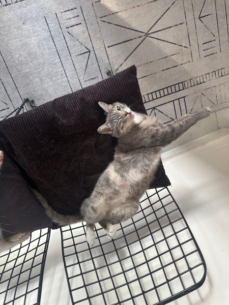 Tekir Kedi, Kedi  Mia fotoğrafı