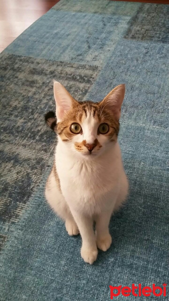 Tekir Kedi, Kedi  Jira fotoğrafı