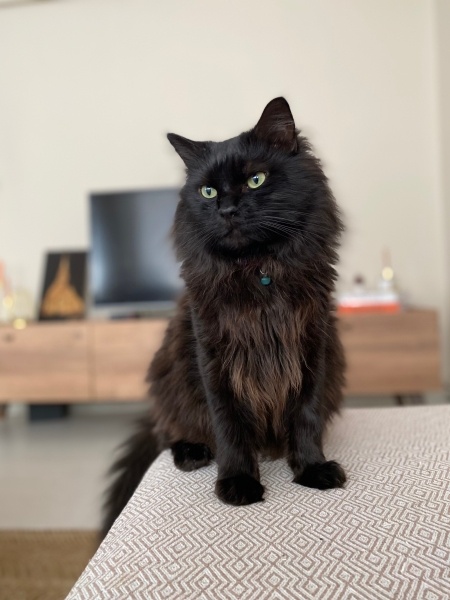 Norwegian Forest, Kedi  Cagne fotoğrafı