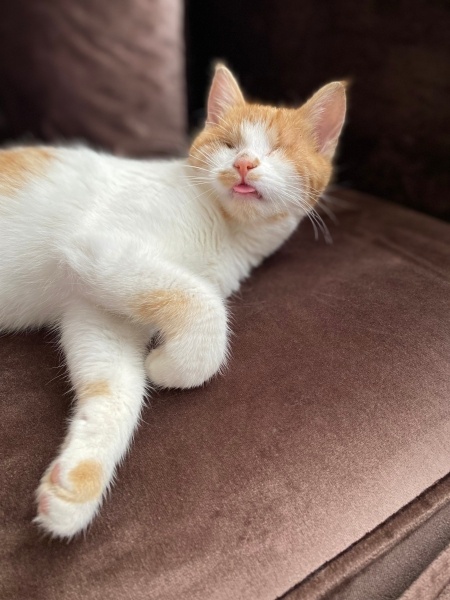 Sarman, Kedi  Güneş fotoğrafı