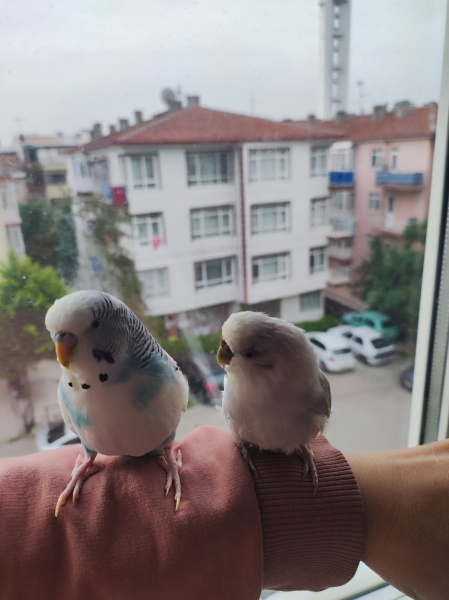 Muhabbet Kuşu, Kuş  Pamuk ve bulut fotoğrafı