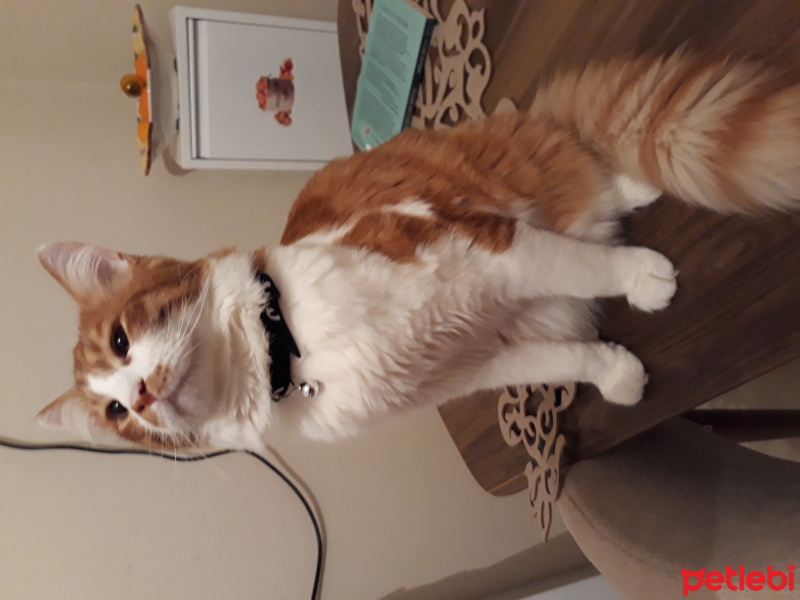 Tekir Kedi, Kedi  Behlül fotoğrafı