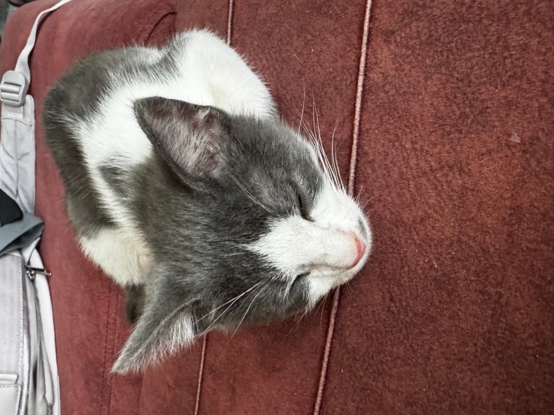 Tekir Kedi, Kedi  Aşk fotoğrafı