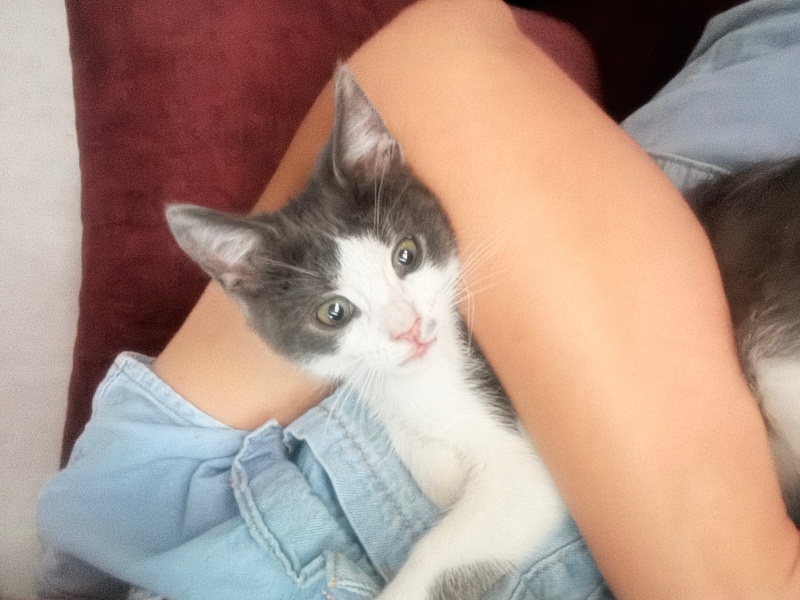 Tekir Kedi, Kedi  Aşk fotoğrafı