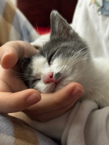 Tekir Kedi, Kedi  Aşk fotoğrafı