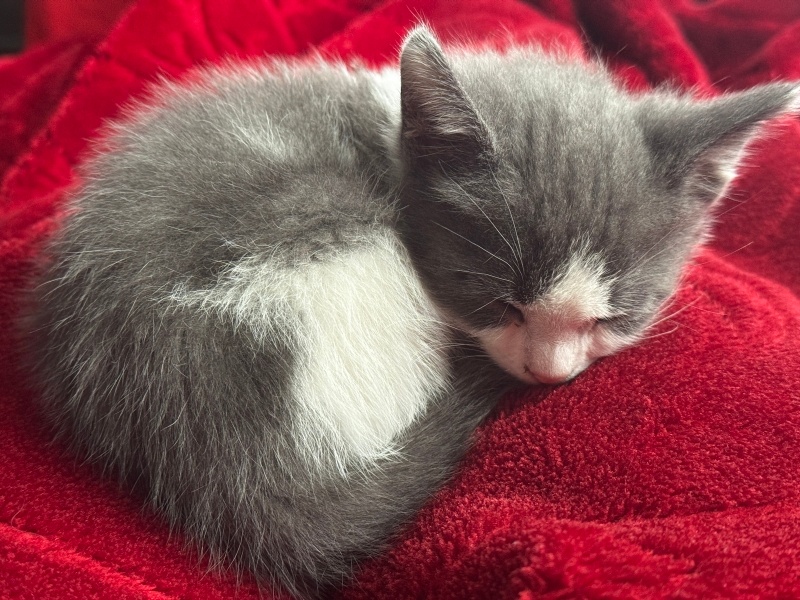 Tekir Kedi, Kedi  Aşk fotoğrafı