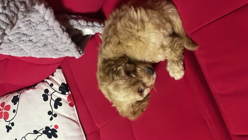 Maltese, Köpek  Balım fotoğrafı