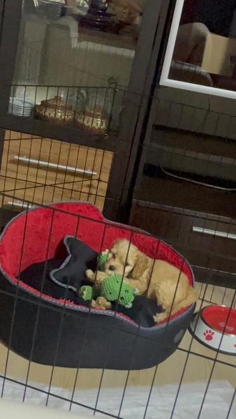Maltese, Köpek  Balım fotoğrafı