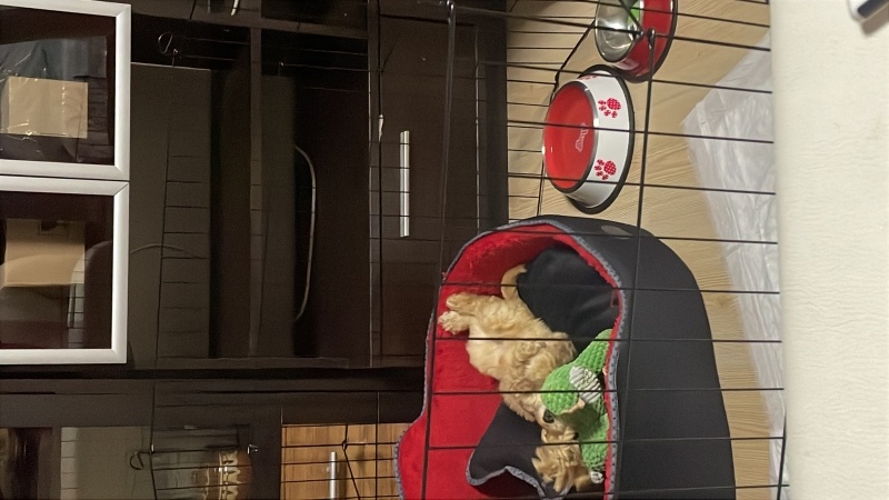 Maltese, Köpek  Balım fotoğrafı