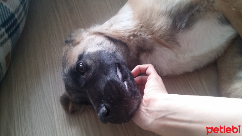 Kangal, Köpek  Karamel fotoğrafı