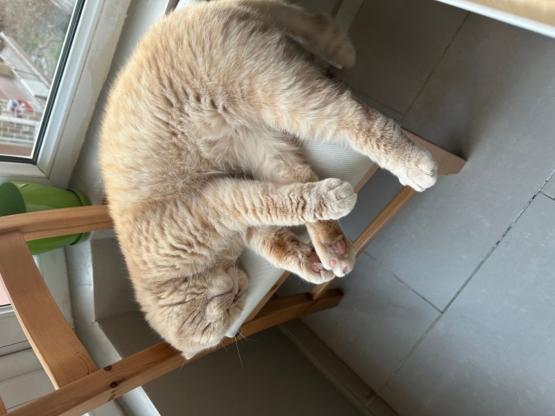 Scottish Fold, Kedi  Makarna fotoğrafı