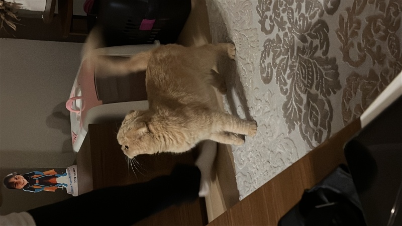 Scottish Fold, Kedi  Makarna fotoğrafı