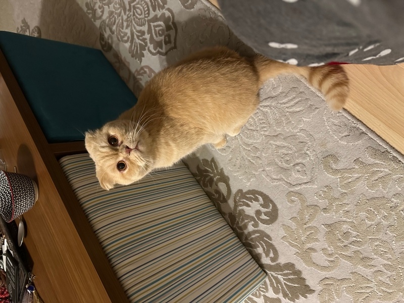 Scottish Fold, Kedi  Makarna fotoğrafı