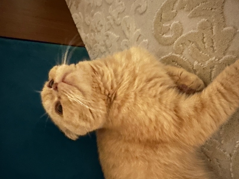 Scottish Fold, Kedi  Makarna fotoğrafı