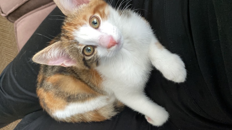 Tekir Kedi, Kedi  Mıncır fotoğrafı