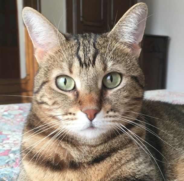 Tekir Kedi, Kedi  PATİ fotoğrafı