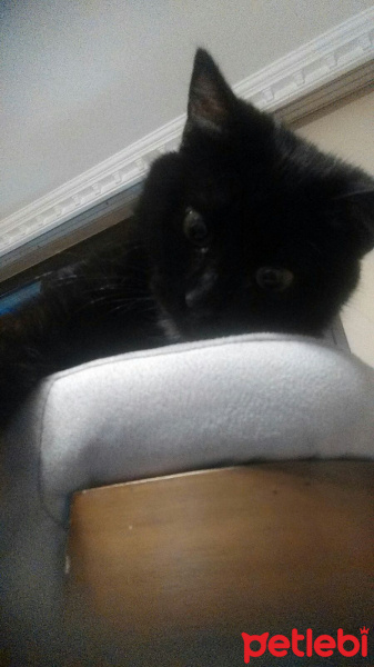 Tekir Kedi, Kedi  Tekila  fotoğrafı