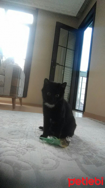 Tekir Kedi, Kedi  Tekila  fotoğrafı