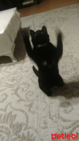Tekir Kedi, Kedi  Tekila  fotoğrafı