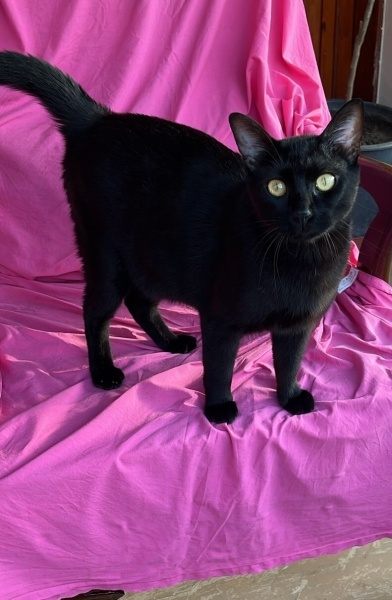 Tekir Kedi, Kedi  REGGIE fotoğrafı