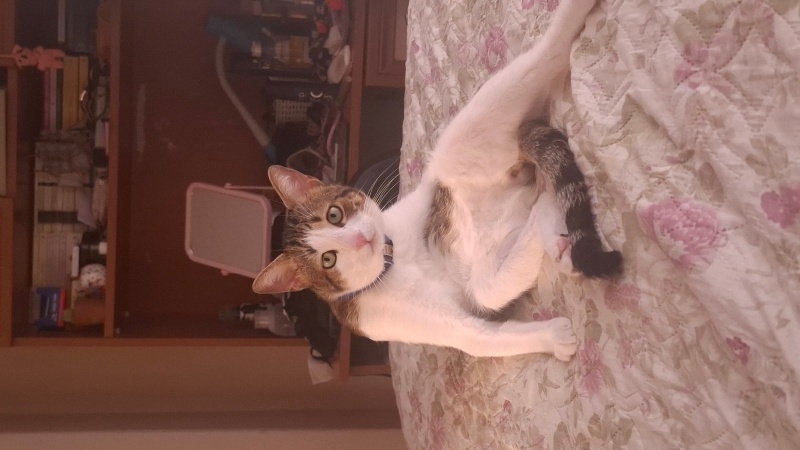 Tekir Kedi, Kedi  Şakir fotoğrafı