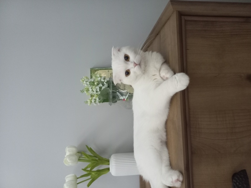 Scottish Fold, Kedi  Şeker fotoğrafı