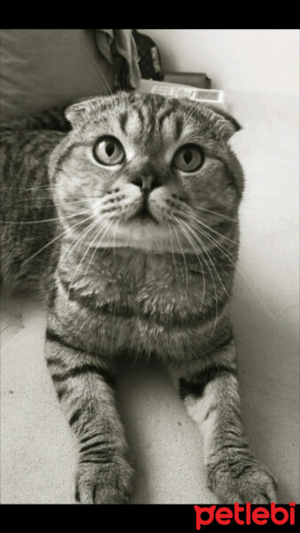 Scottish Fold, Kedi  Üzüm fotoğrafı