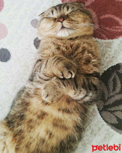 Scottish Fold, Kedi  Üzüm fotoğrafı