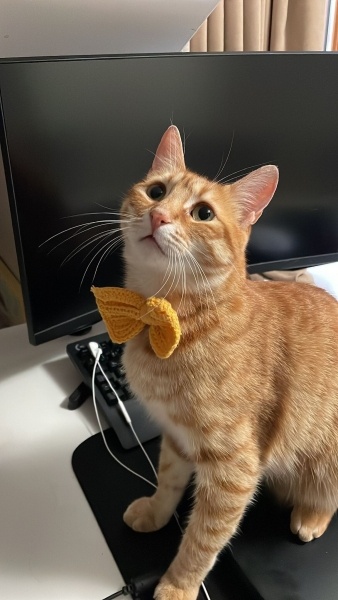 Sarman, Kedi  ercü fotoğrafı