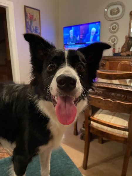 Border Collie, Köpek  lulu fotoğrafı