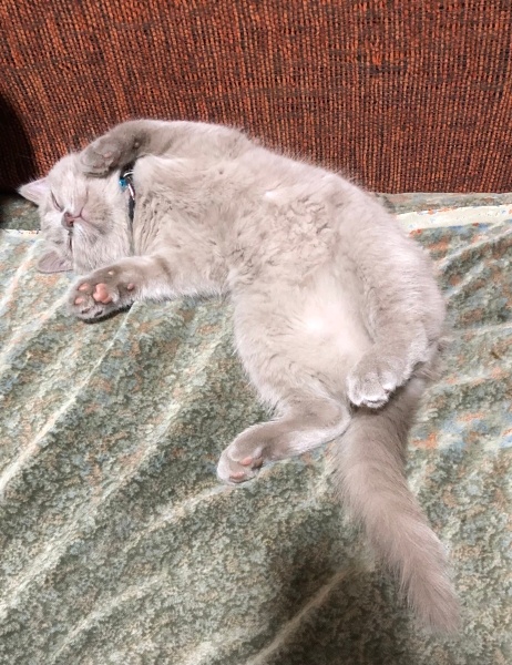 British Shorthair, Kedi  Çakıl fotoğrafı