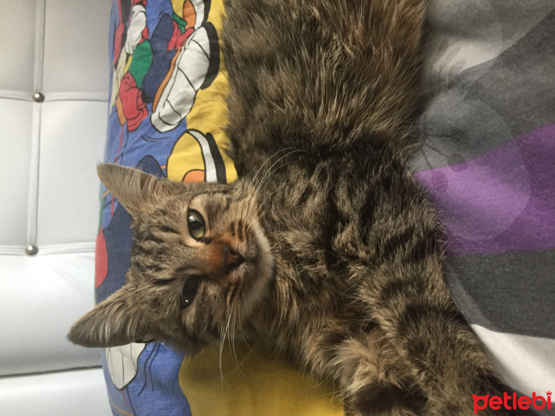 Tekir Kedi, Kedi  Şila fotoğrafı