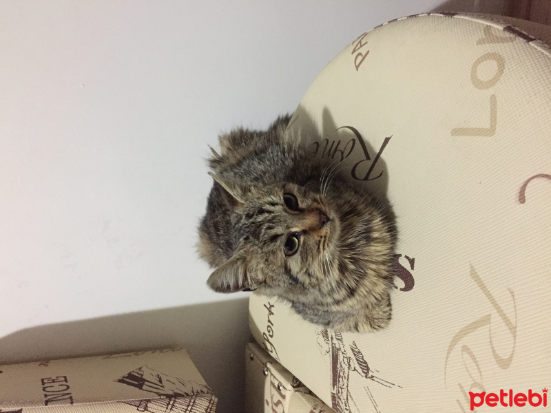 Tekir Kedi, Kedi  Şila fotoğrafı