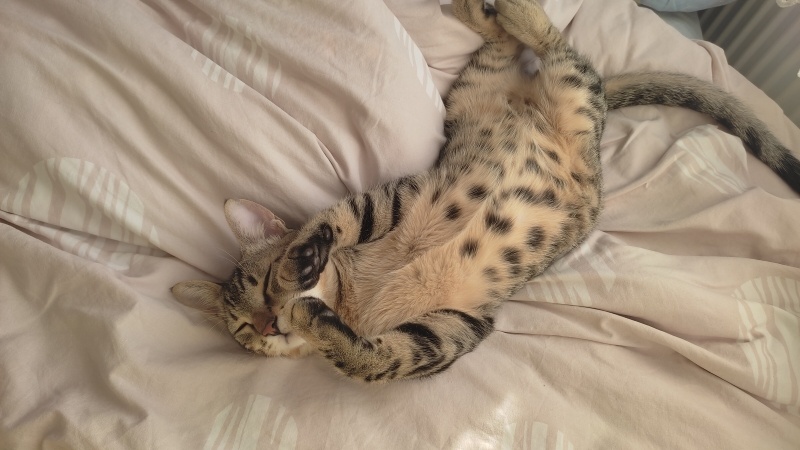 Tekir Kedi, Kedi  Fındık fotoğrafı