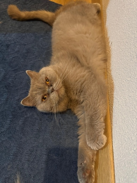 British Shorthair, Kedi  Müdür fotoğrafı
