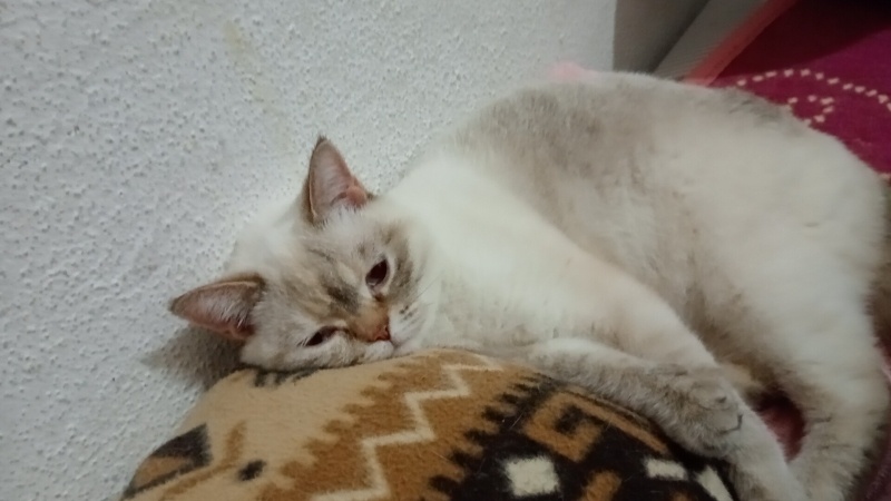 İran Kedisi (Persian), Kedi  Lina fotoğrafı