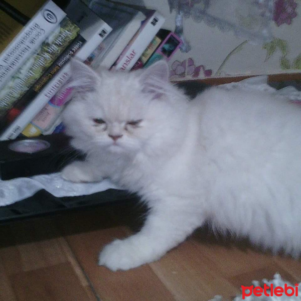 İran Kedisi (Persian), Kedi  Pamuk fotoğrafı