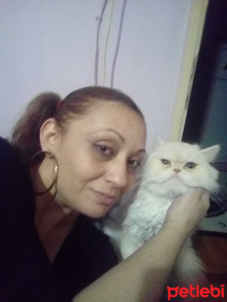 İran Kedisi (Persian), Kedi  Pamuk fotoğrafı