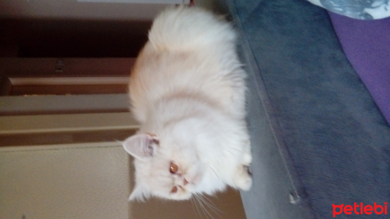 İran Kedisi (Persian), Kedi  Pamuk fotoğrafı