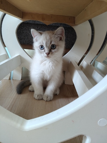 Ragdoll, Kedi  Miya fotoğrafı