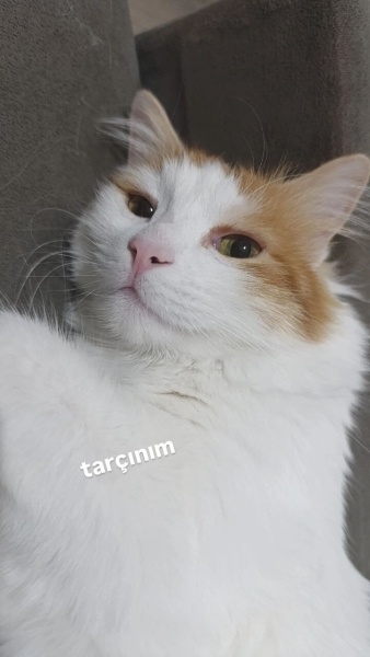 British Longhair, Kedi  tarçın fotoğrafı