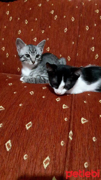 Tuxedo (Smokin) Kedi, Kedi  Şans fotoğrafı