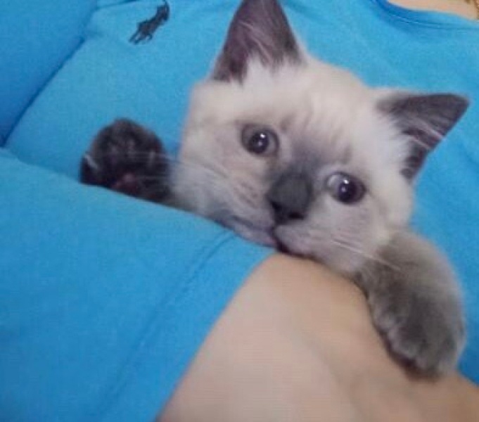 British Shorthair, Kedi  Boncuk fotoğrafı