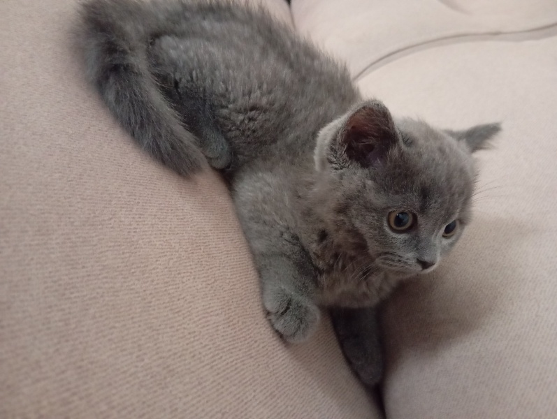 British Shorthair, Kedi  Duman fotoğrafı