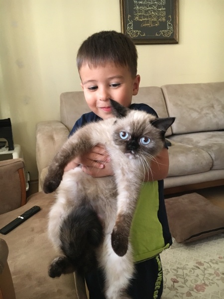 Himalayan, Kedi  Canım fotoğrafı